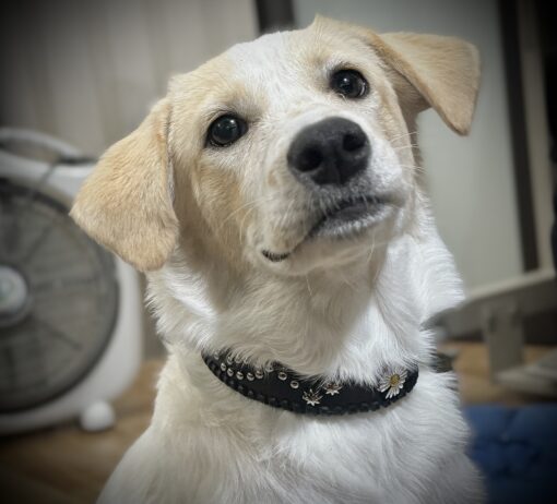 Vòng Choker Hoa Cúc Khuyết - Ảnh 2